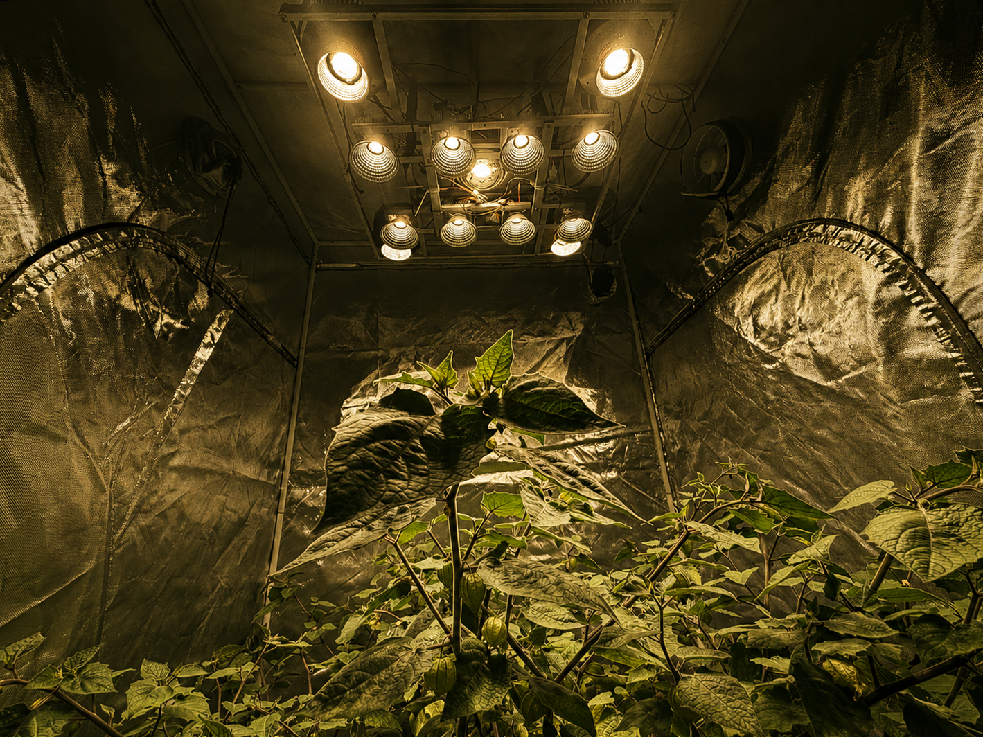 LED фитосветильник Ray Of Light на Cree CXB3590